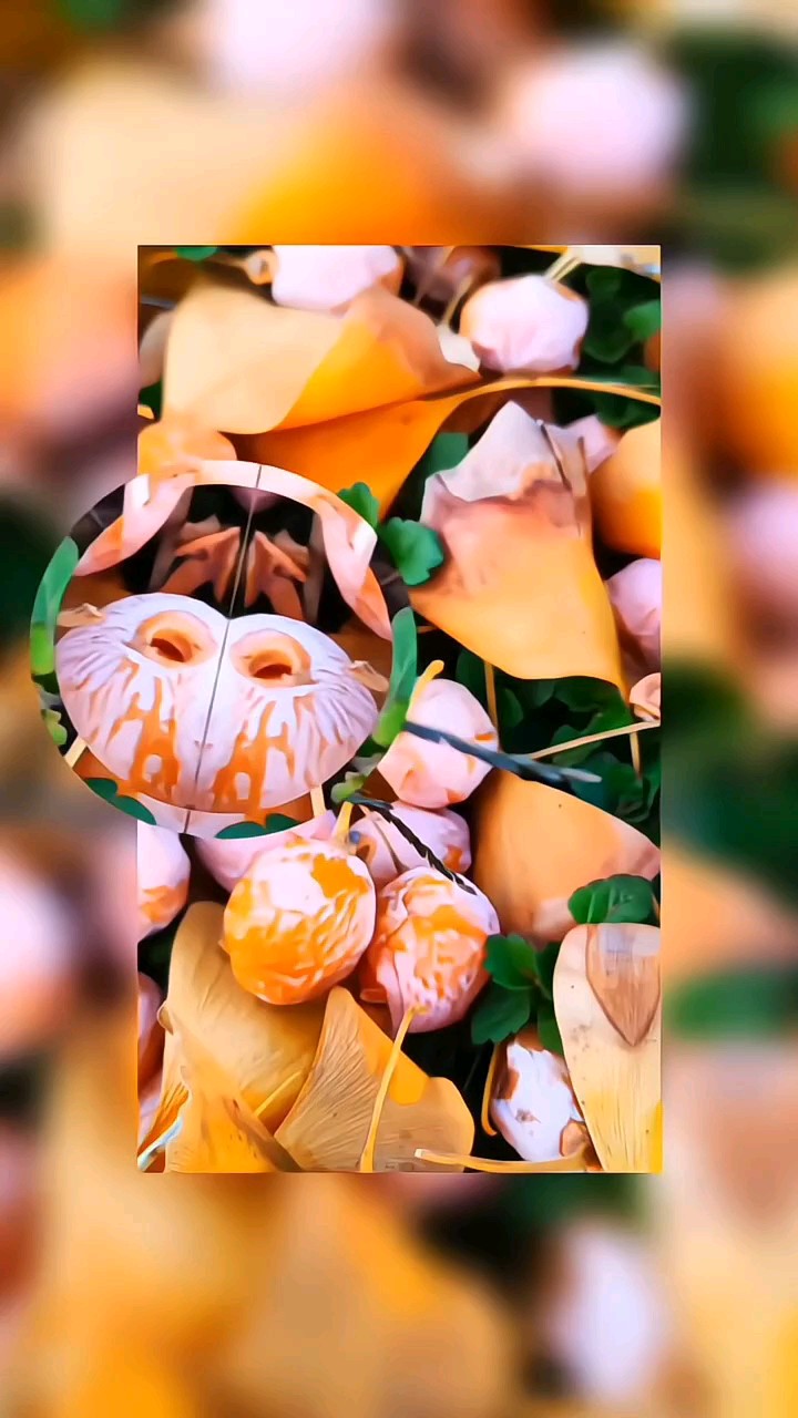 瓜熟蒂落银杏果