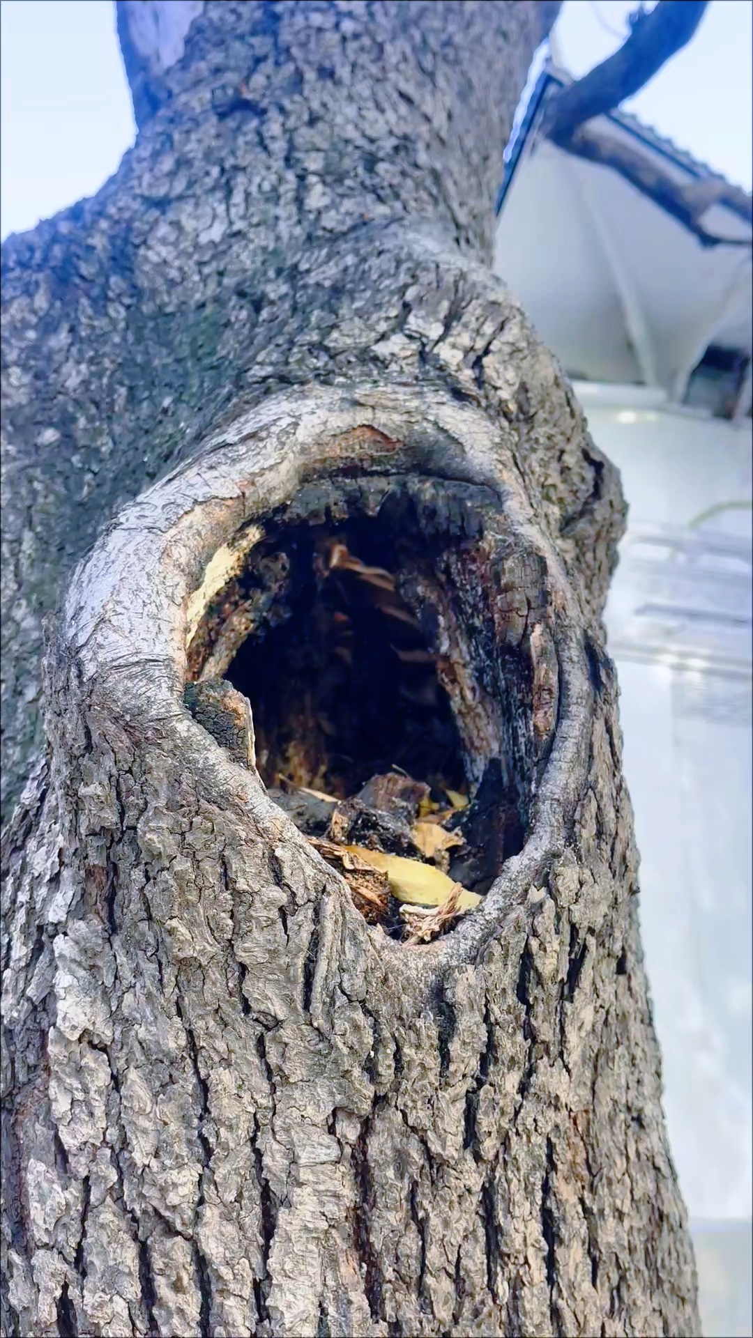 树洞一隅，藏着不期而遇的生机