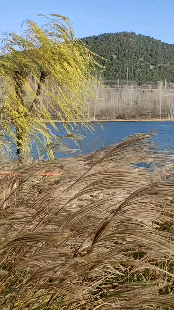 滨河杨柳、荻草舞翩翩