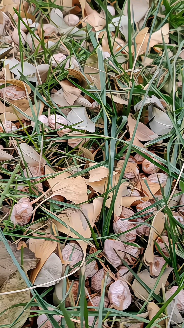 路边凋落银杏果