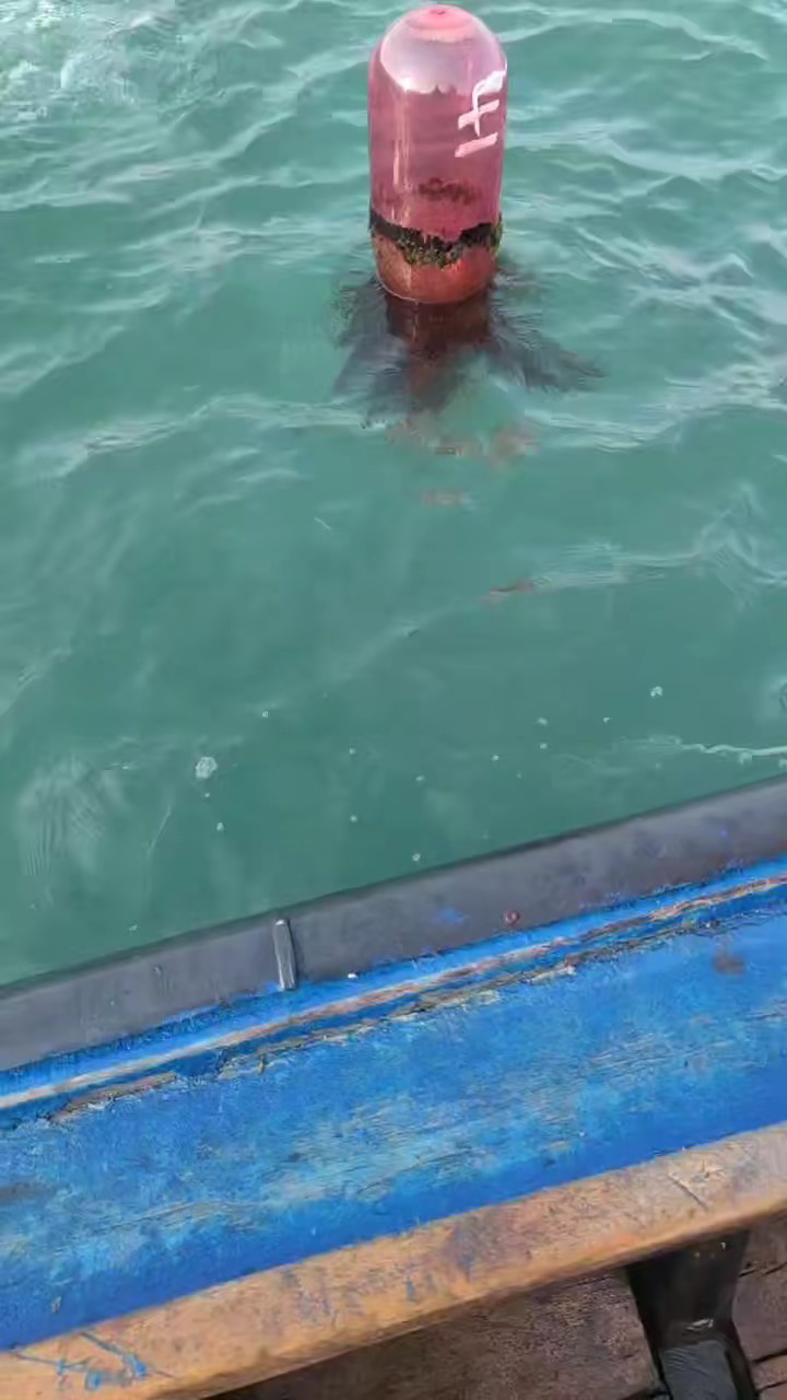 机器一响，真金白银
​纵身一跃，猛子真帅
​横批：海参一网兜