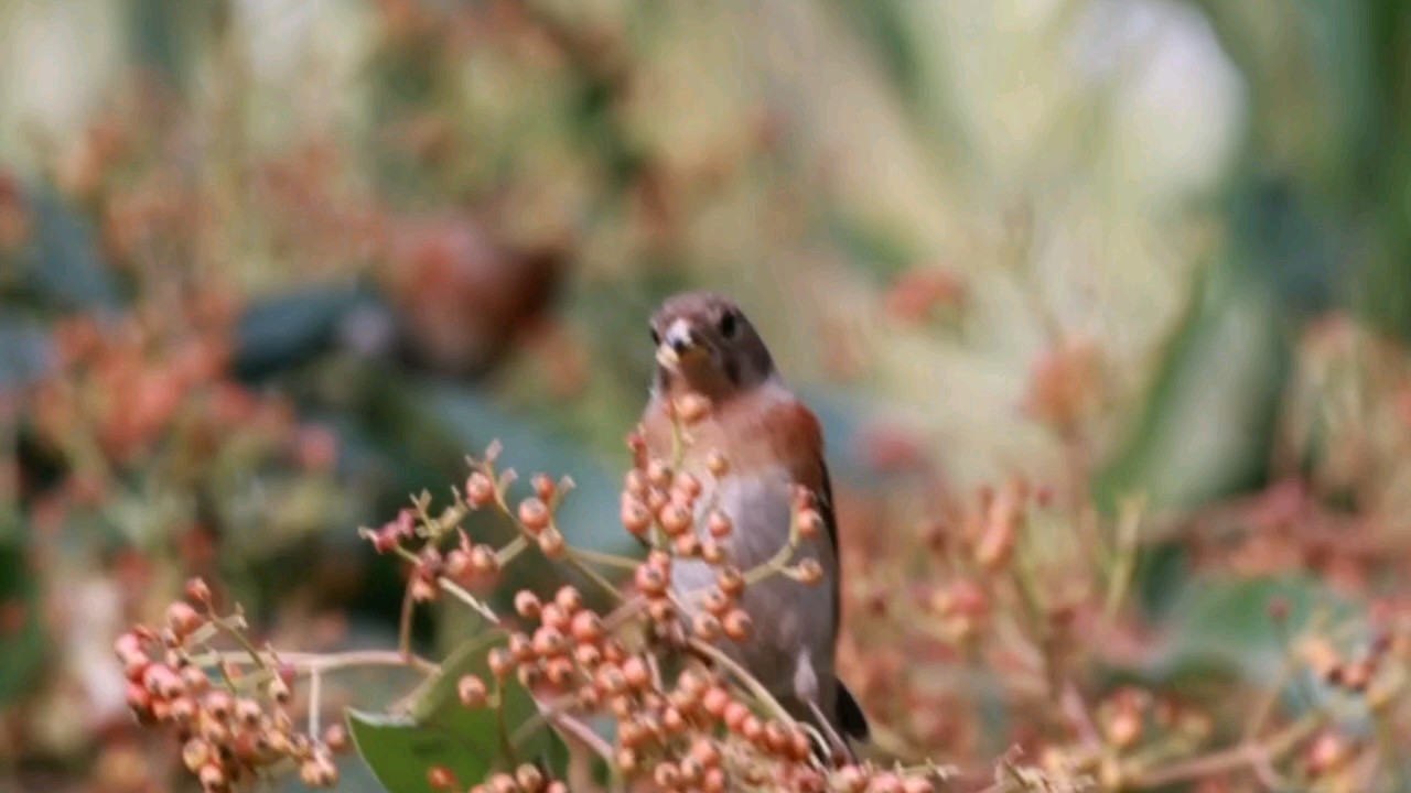 大自然因为有了鸟类而变得更加丰富多彩和充满生机