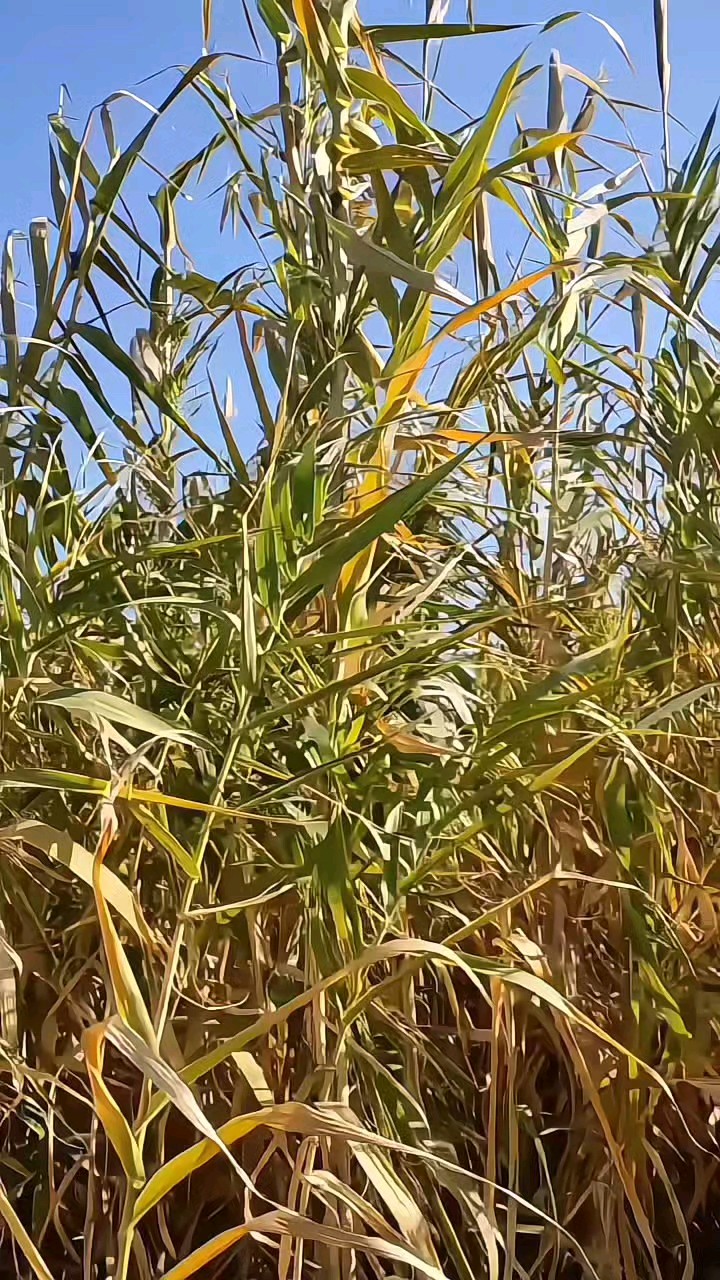 摇曳生姿滨河芦苇花