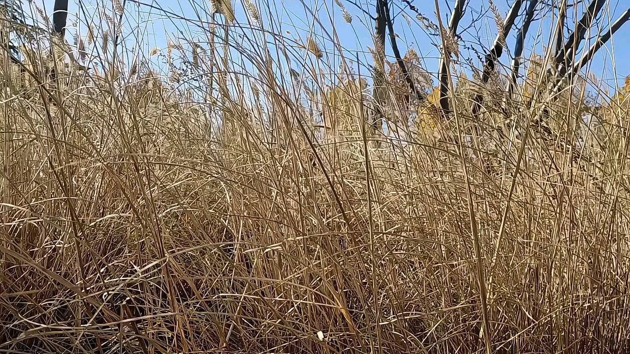 滨河堤岸黄草摇曳生姿