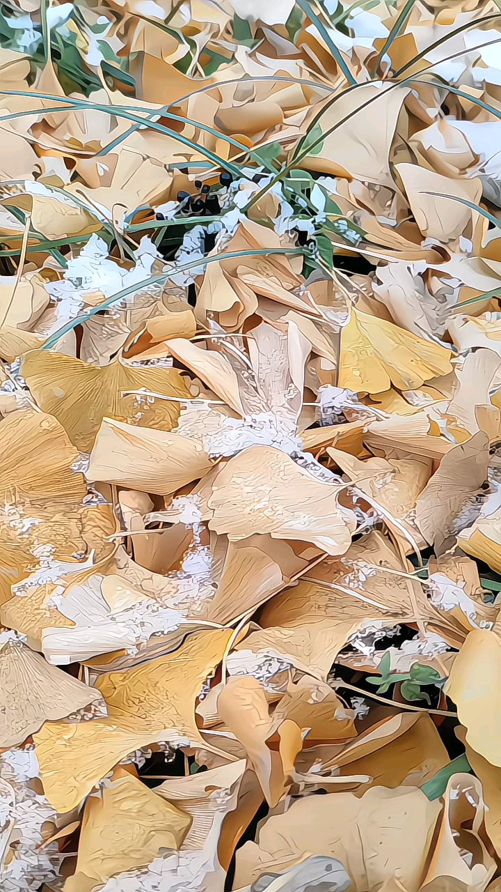 挂霜杏叶，冬日美景