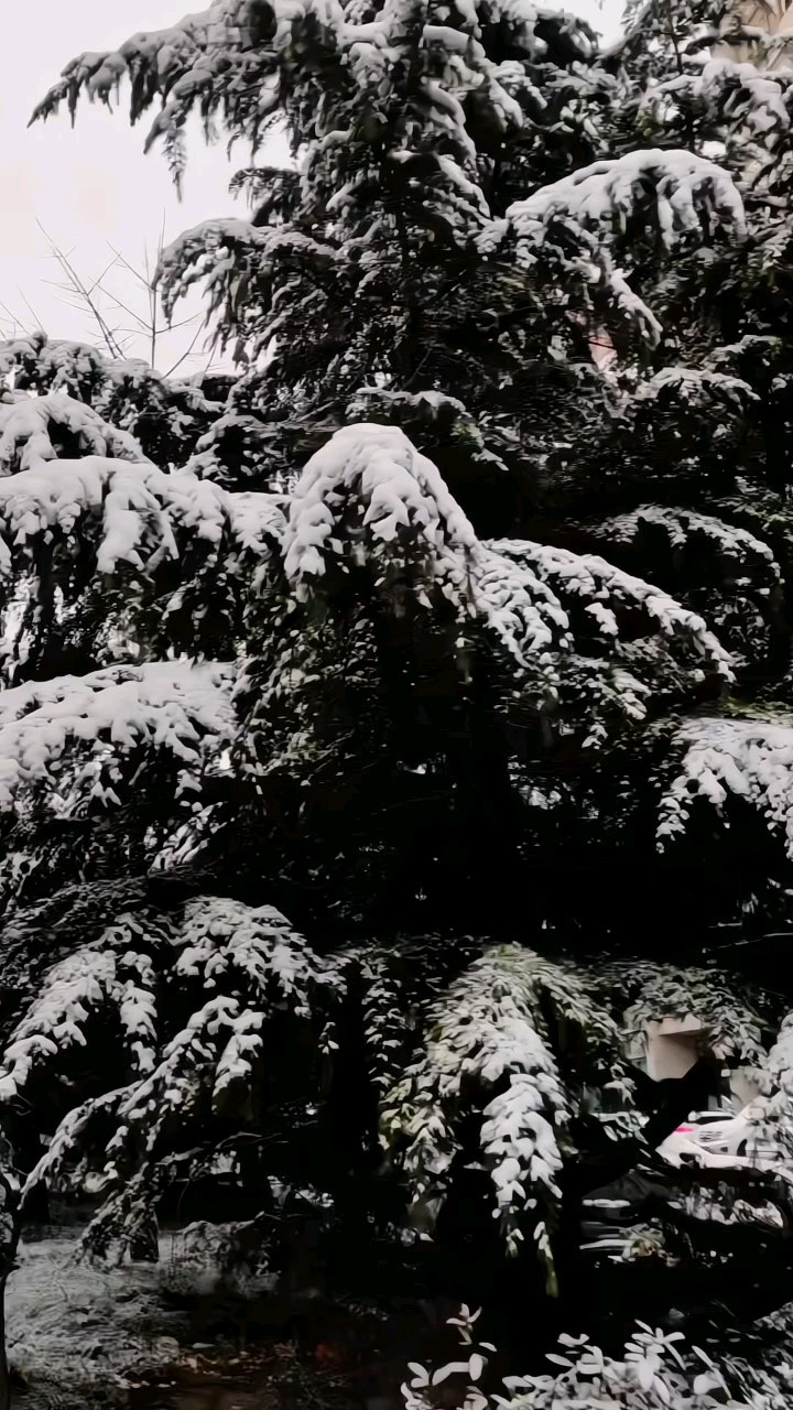 齐都雪淞美如画