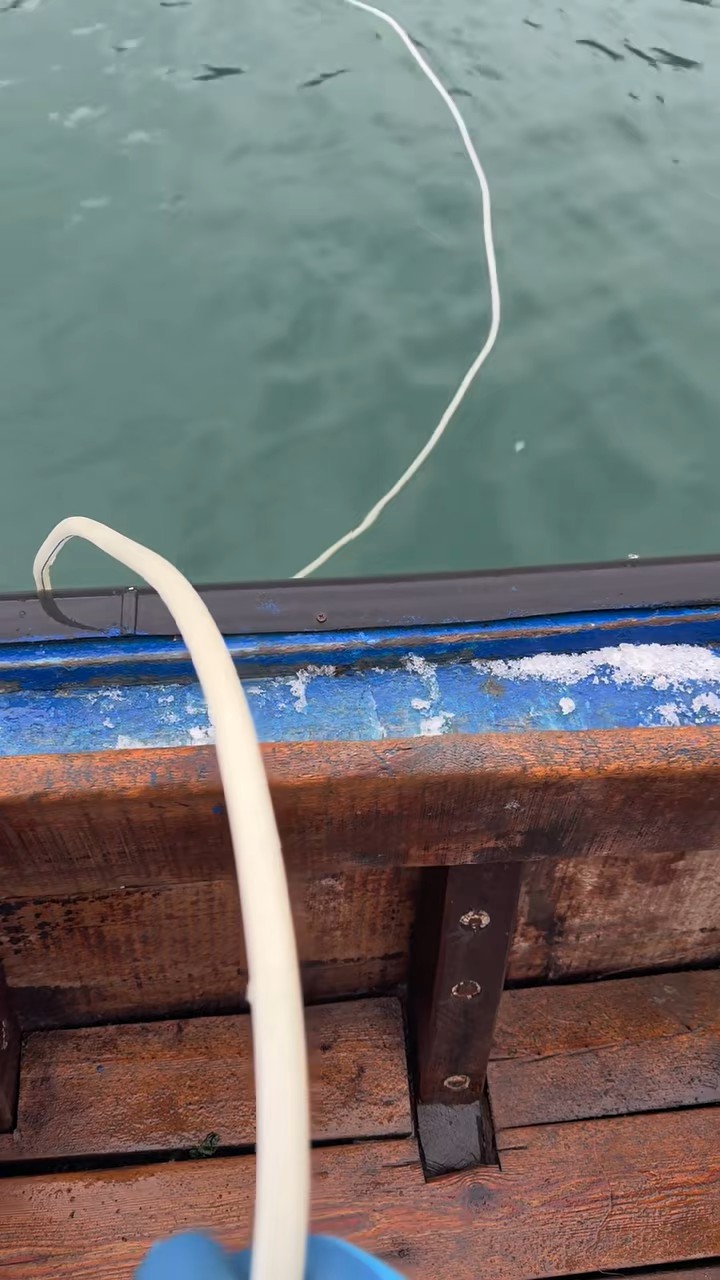 昨天南隍城岛冒雪捡海参，总说野生海参贵，你看生长条件有多高级