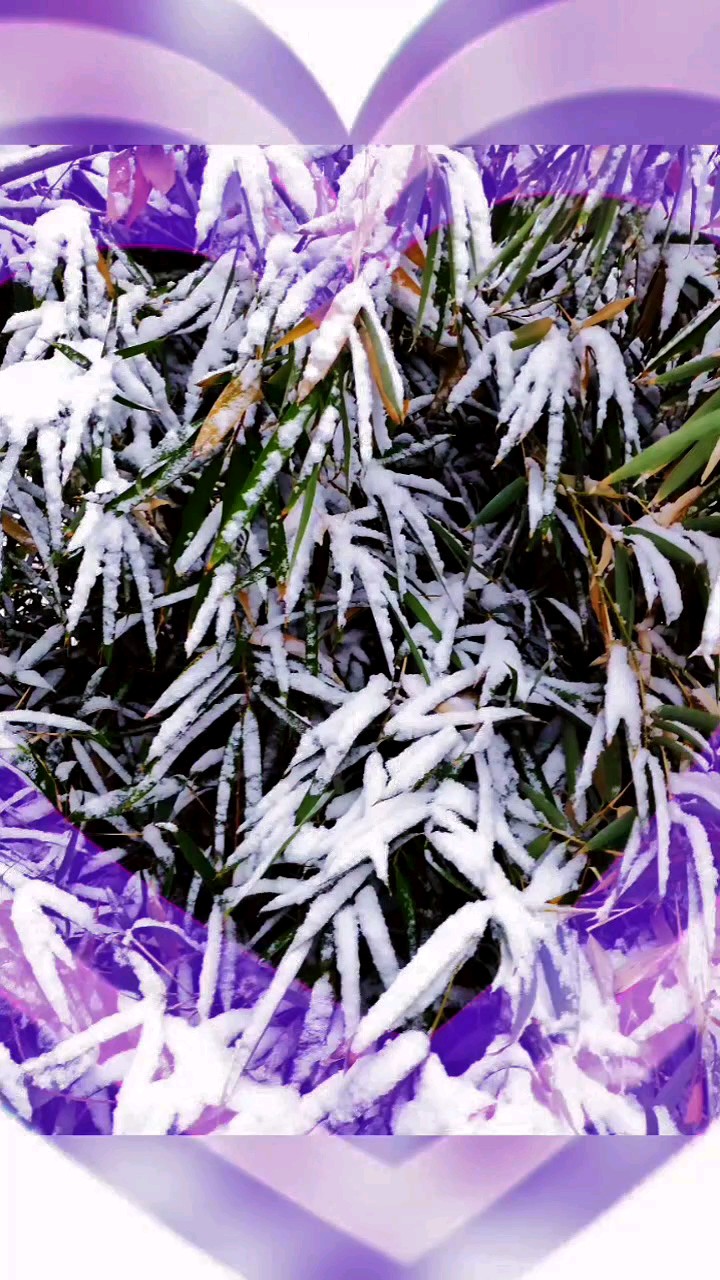 雪压枝头低，虽低不着泥；一朝红日出，依旧与天齐。
