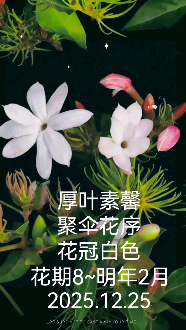 洁白芳香的厚叶素馨
