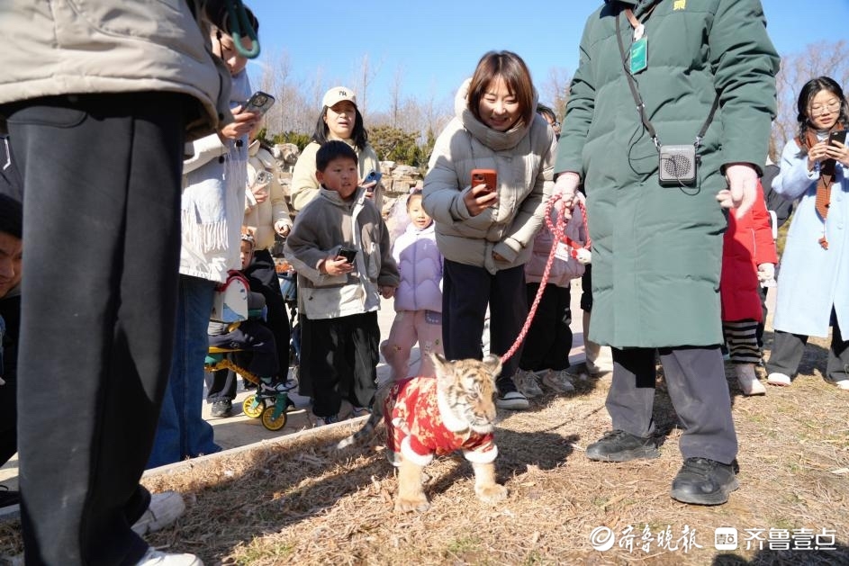 济南野生动物世界元旦迎客，萌虎送福活动引爆新年游园热