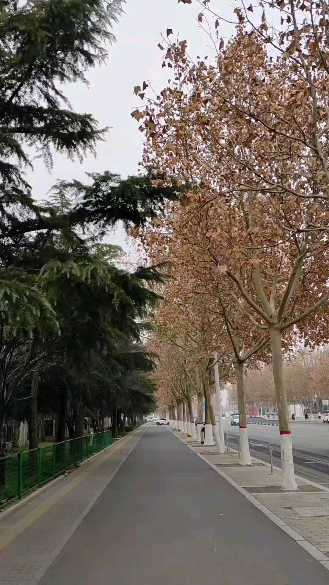 一绿一黄成冬景