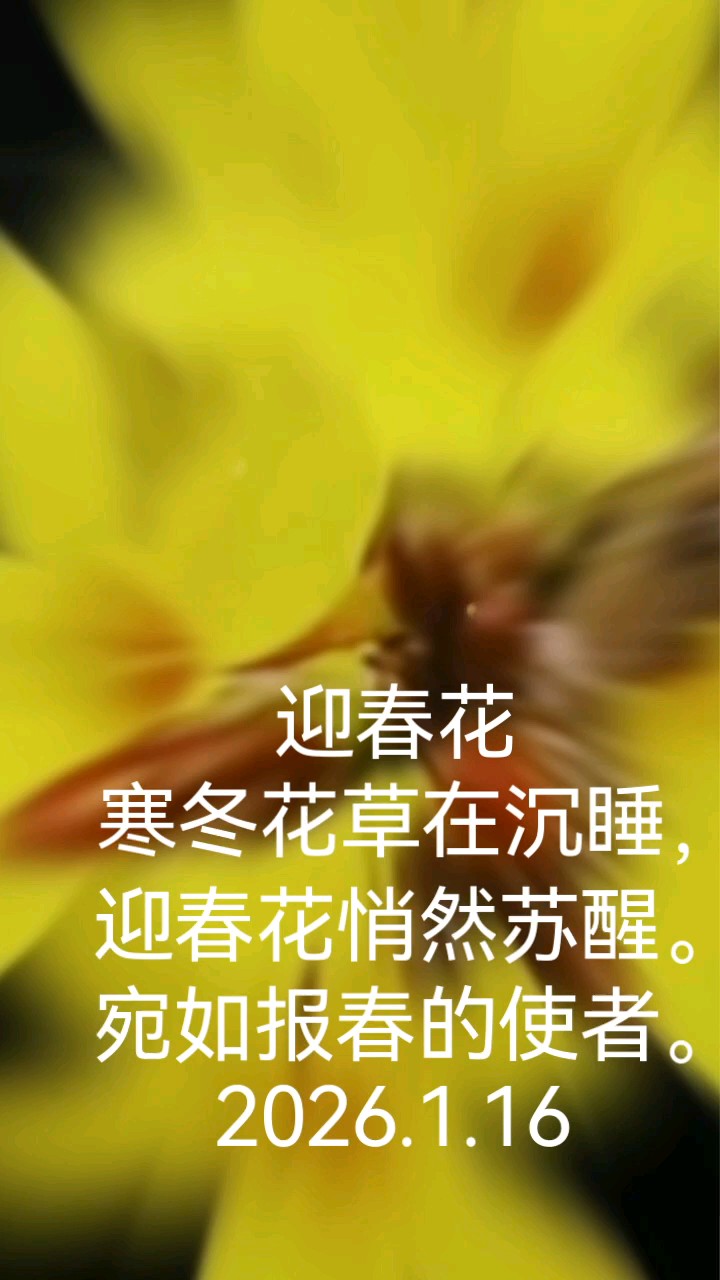 迎春花，春天的使者