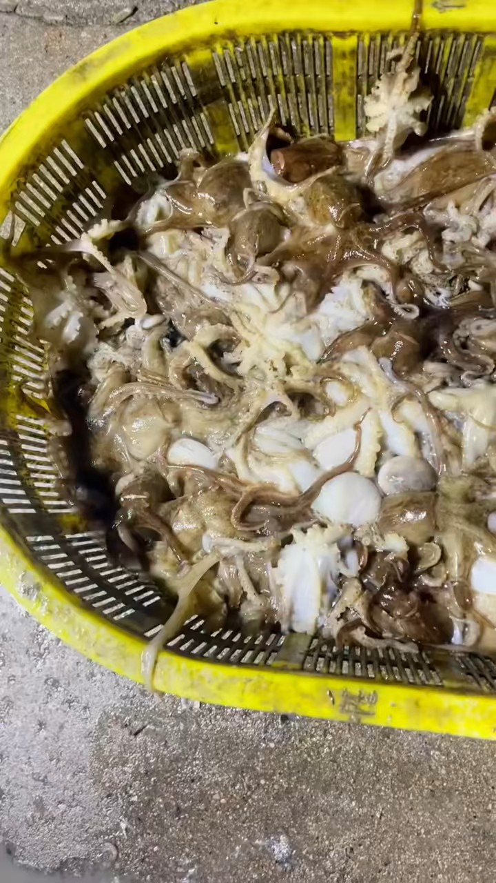 蓬莱尚有几艘渔船不定期出海收网，捕获些八蛸，昨天购买发给朋友