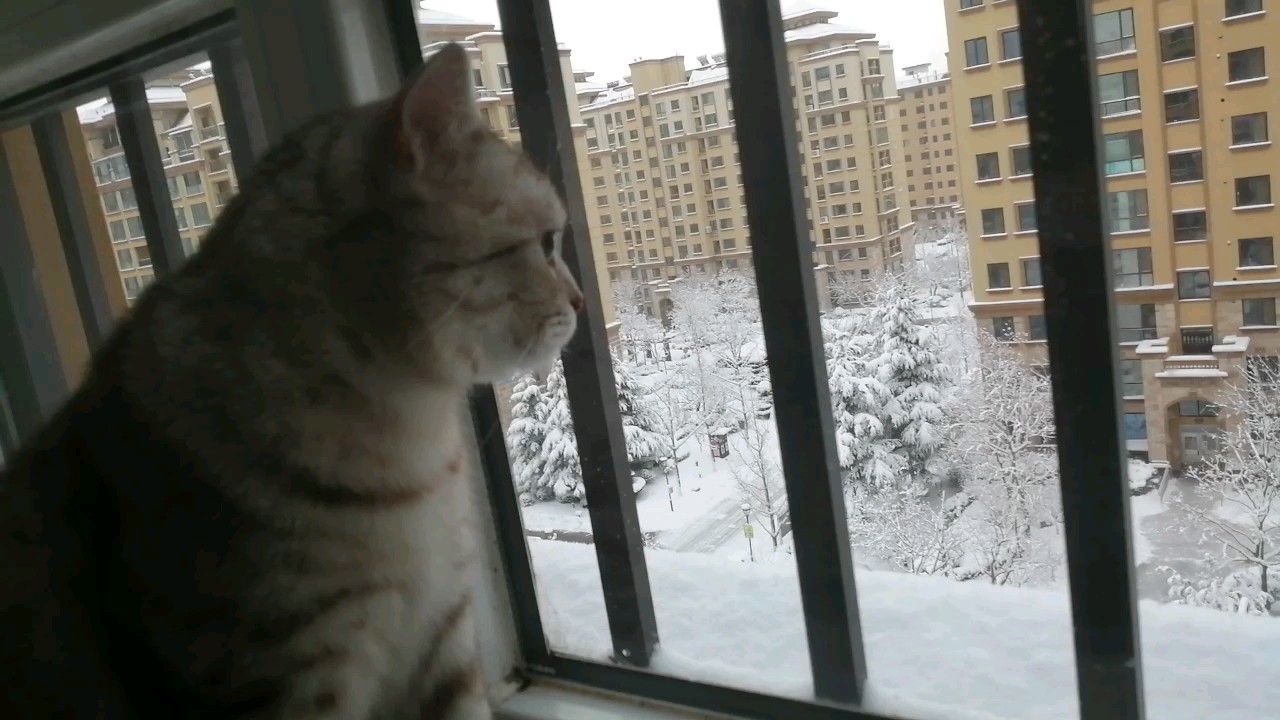 雪覆千枝白，猫窥一牖温 闲心共寒色，相对两忘言 