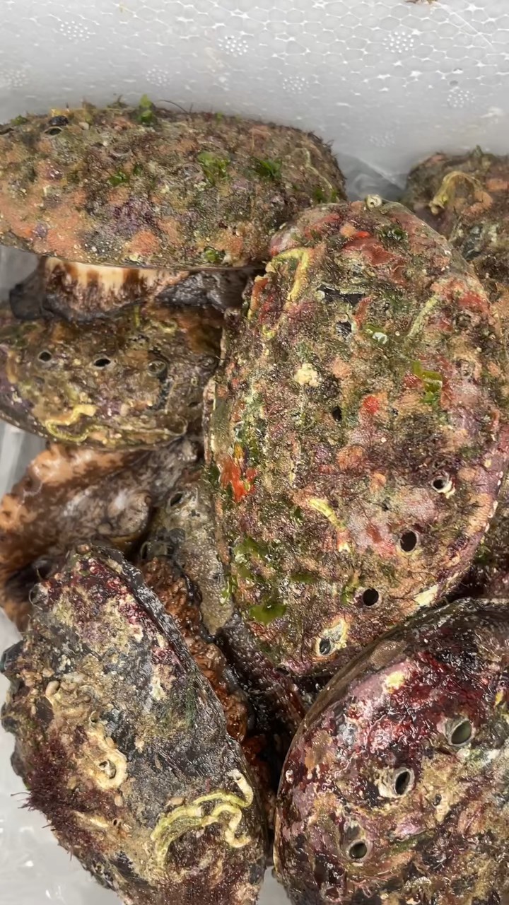 野生邹纹盘鲍首选长山列岛黄渤海分界南北线，即大连长海县至蓬莱