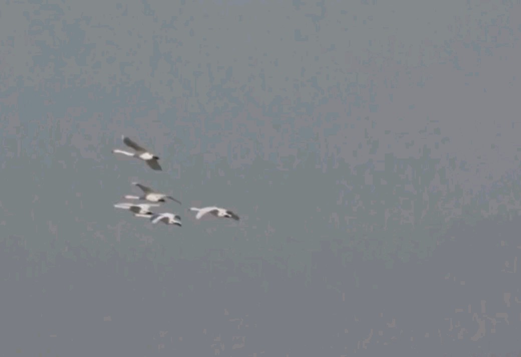 天鹅之美，低空飞行震撼你的视觉