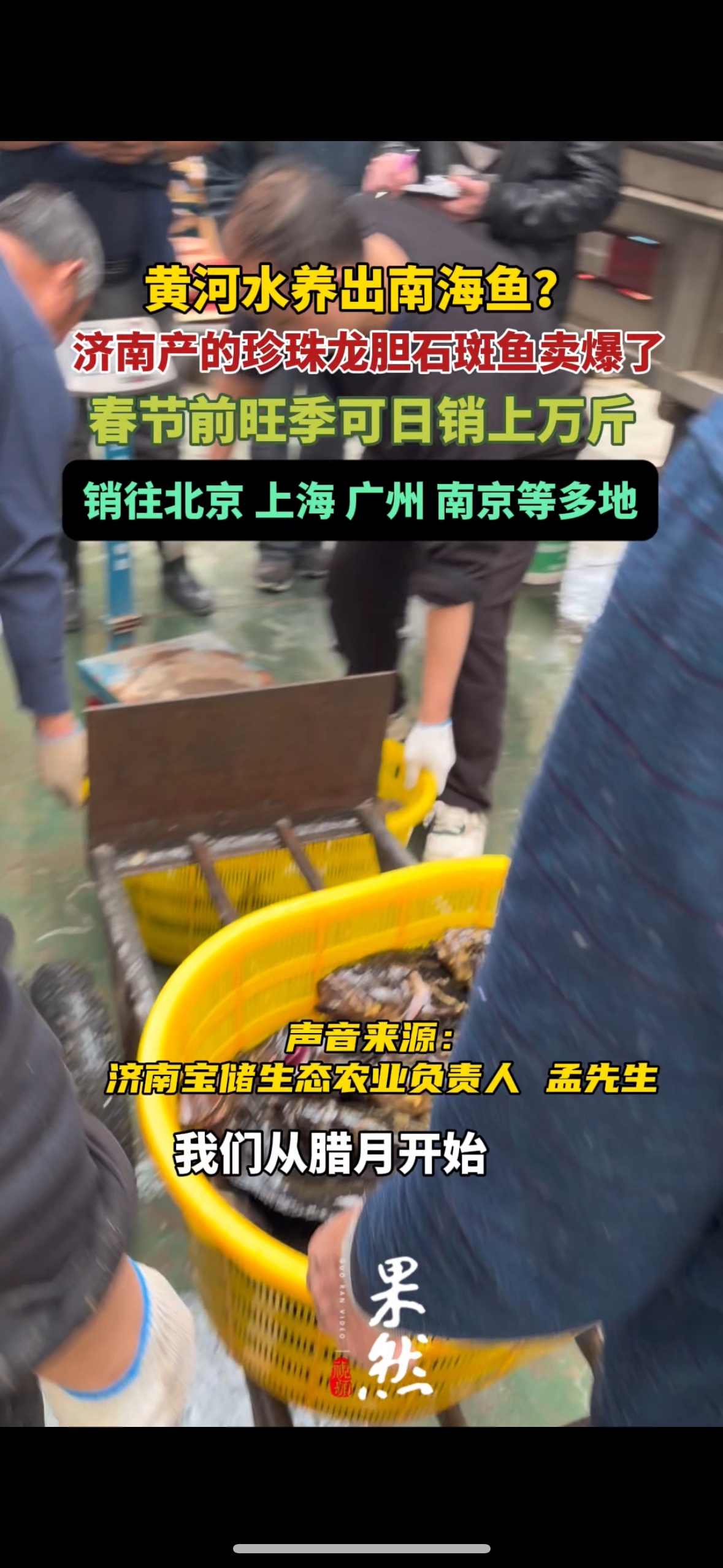 果然视频｜济南产的石斑鱼卖爆了，春节前旺季日销上万斤
