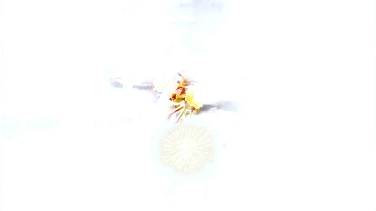 黑虎泉畔樱桃花开，白里透着红，令人爱不释手百看不厌。