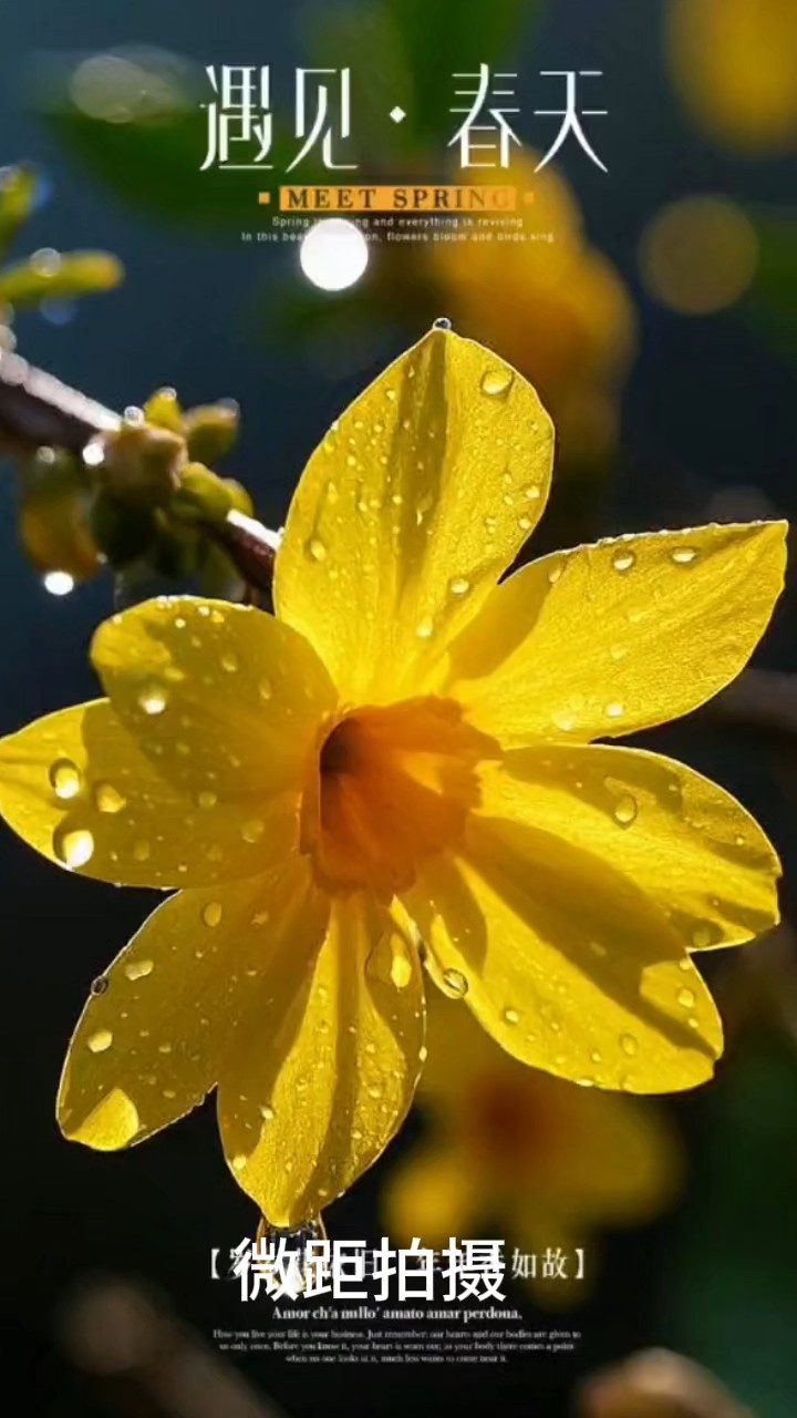 雨中近拍迎春花，也挺美(泰安老友)