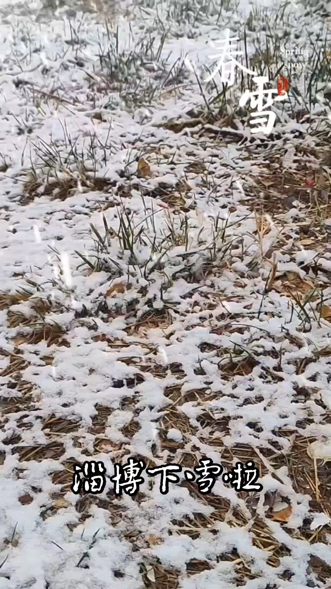 淄博下起鹅毛春雪