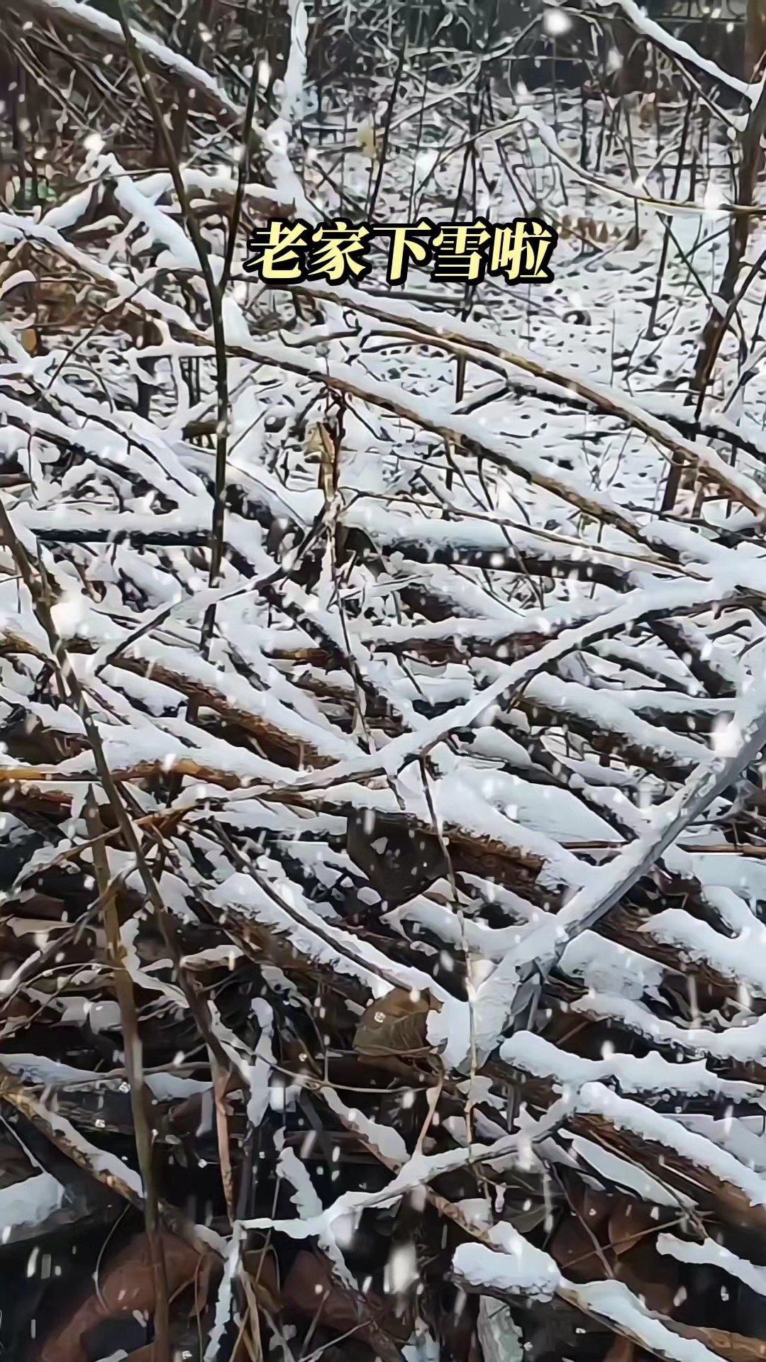 老家下雪啦，是春雪