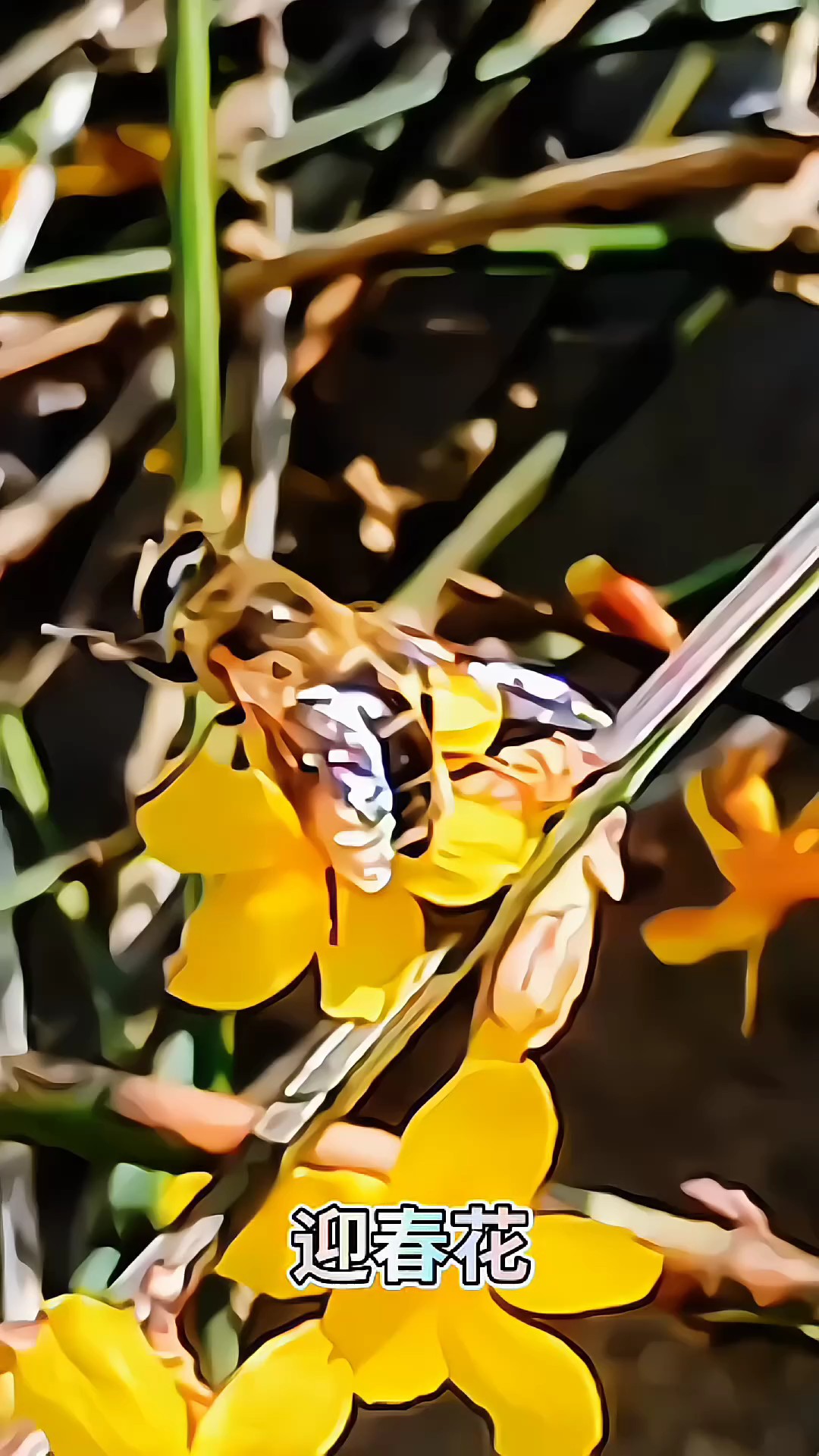 花若盛开，蜜蜂自来