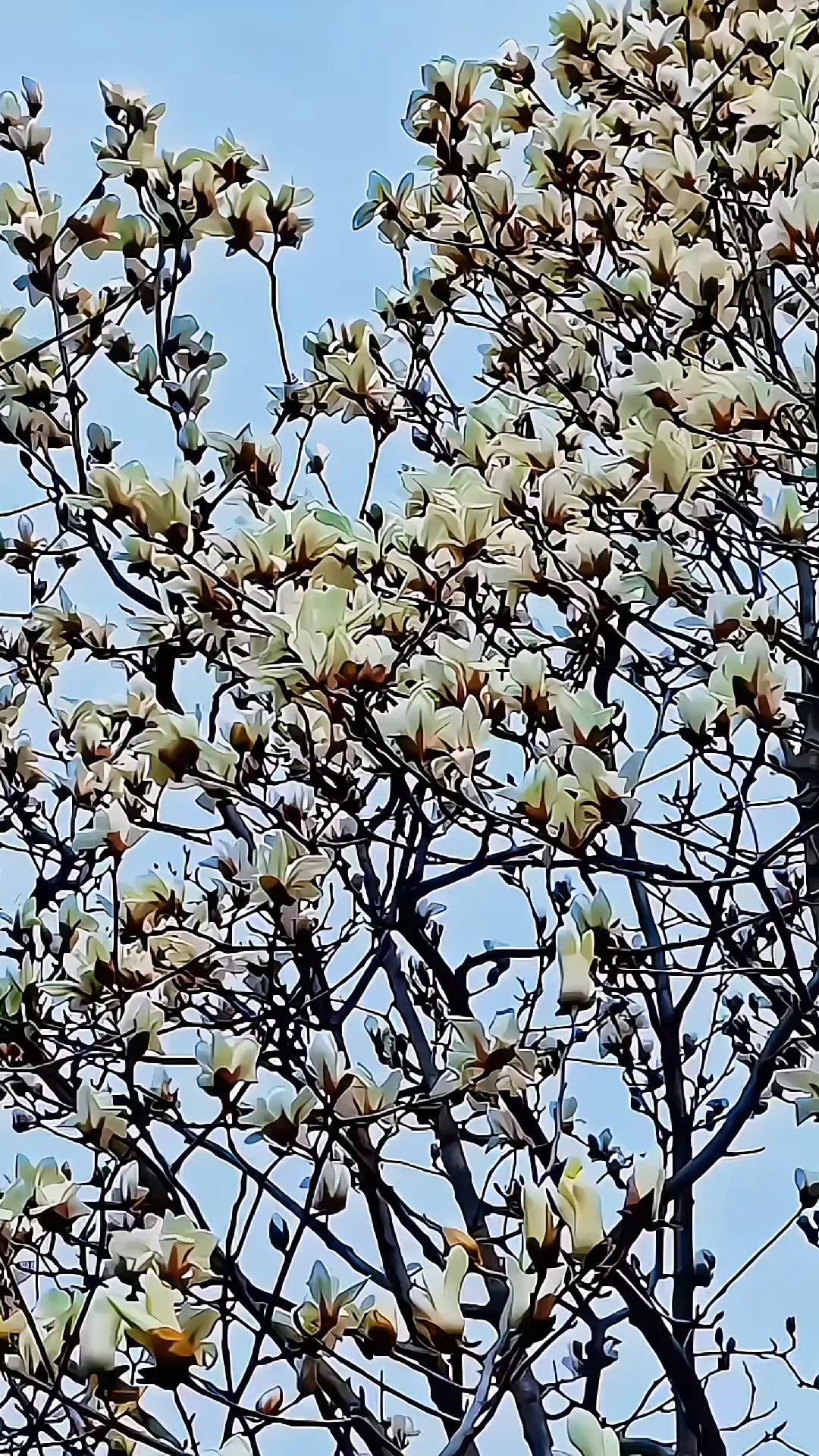 绰约新妆玉有辉，素娥千队雪成围