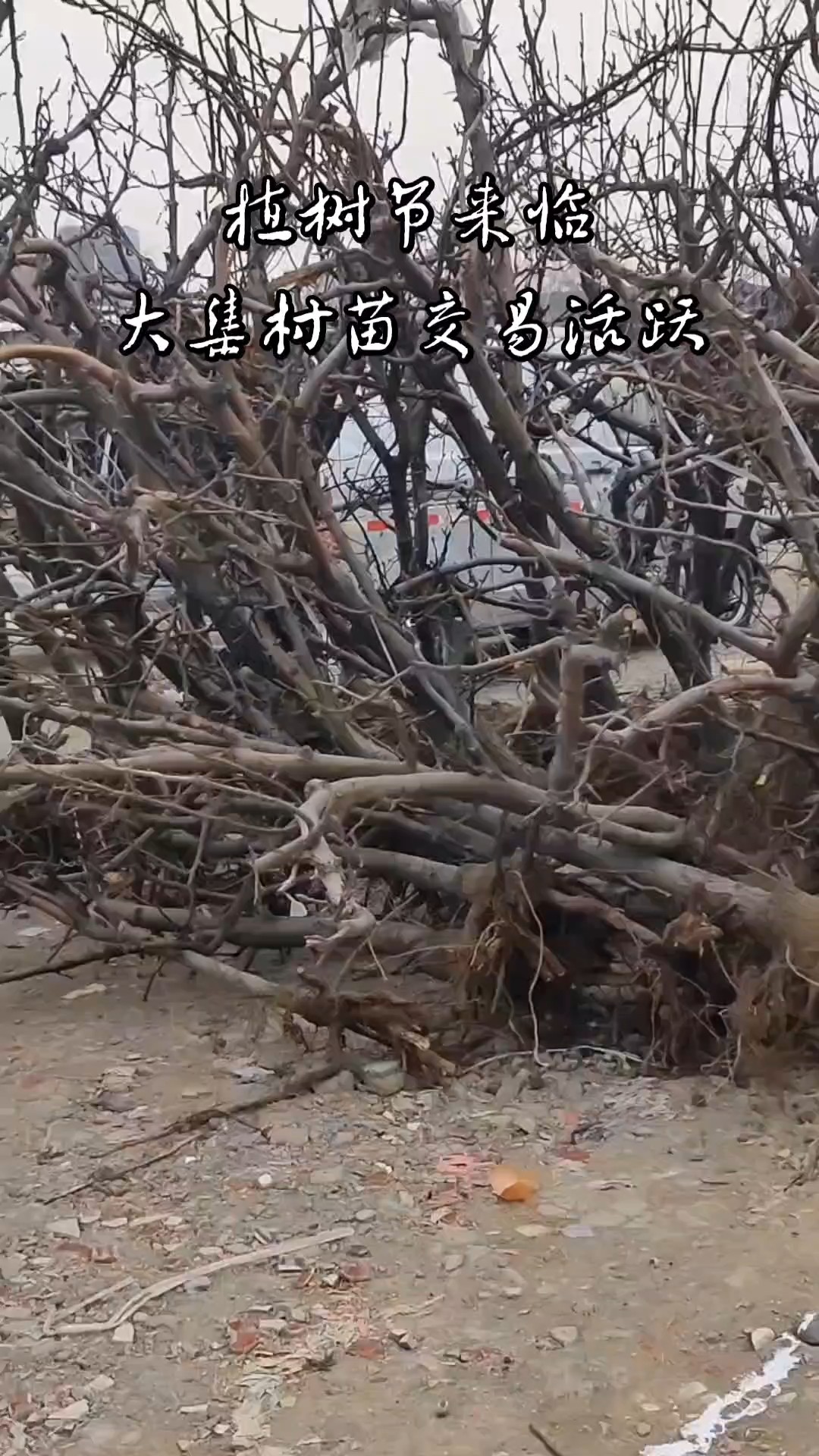 春天是植树造林好时节，大集上苗木上市量大，交易活跃