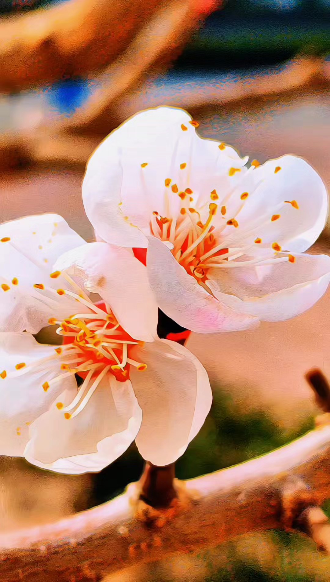 山杏花开第一拍，山杏花开啦，娇艳欲滴，赏心悦目