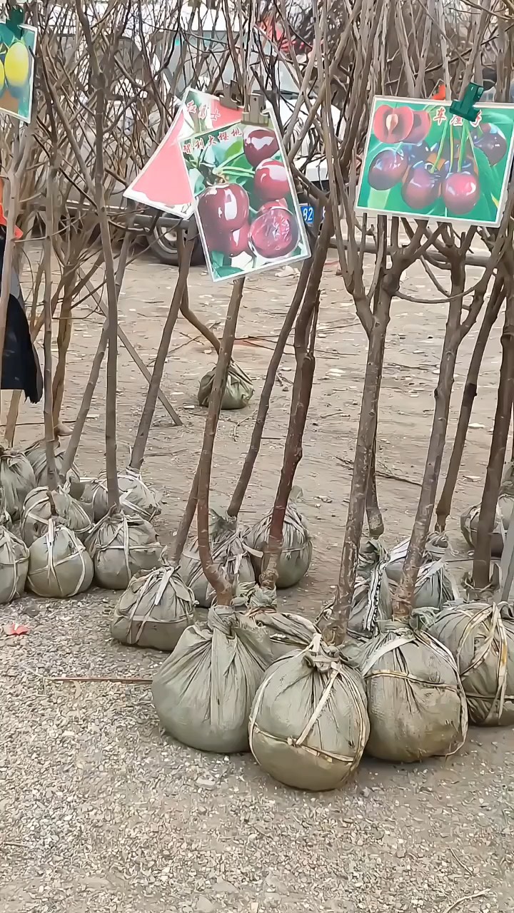 【植树节】又到植树造林时，农村大集苗木上市量大，交易活跃