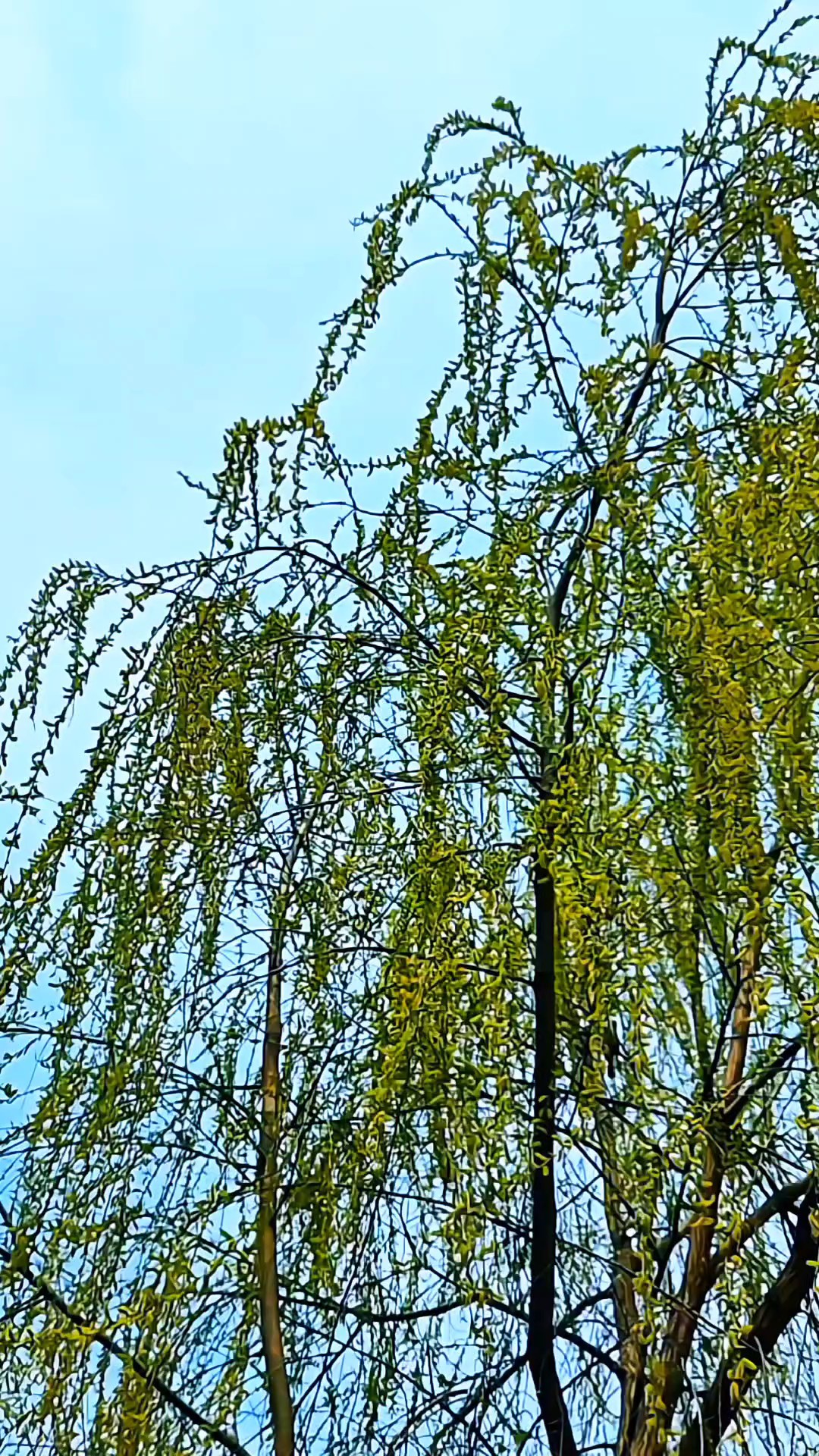 不知细叶谁裁出，二月春风似剪刀