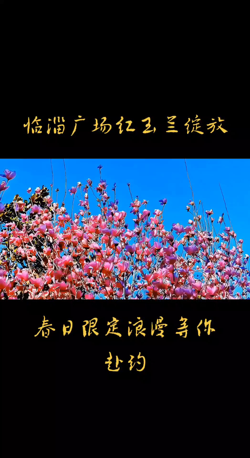 临淄人民广场玉兰花绽放，春日限定浪漫等你赴约