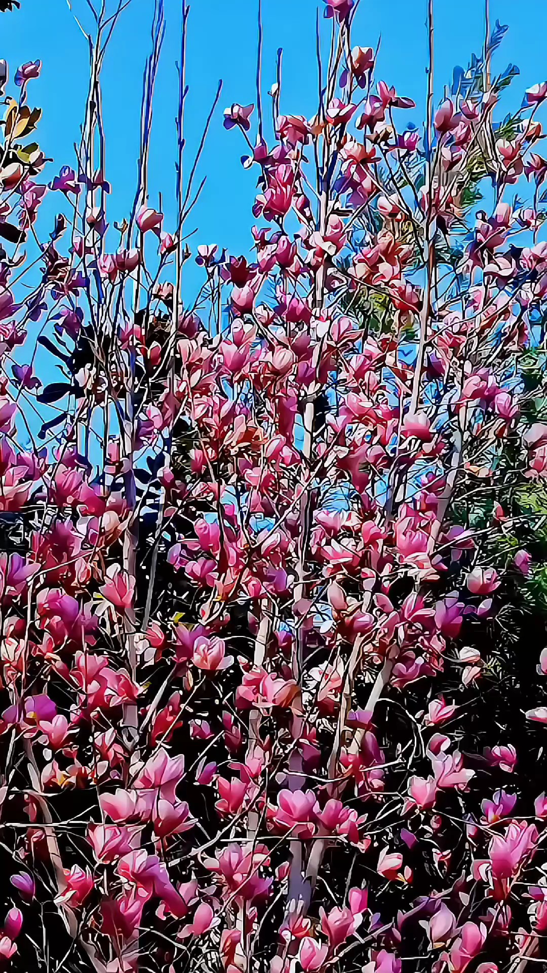 逍遥自在临淄广场玉兰花