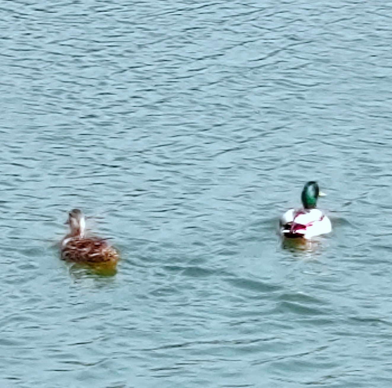 齐鲁晚报网-山东新闻门户 传播品质资讯