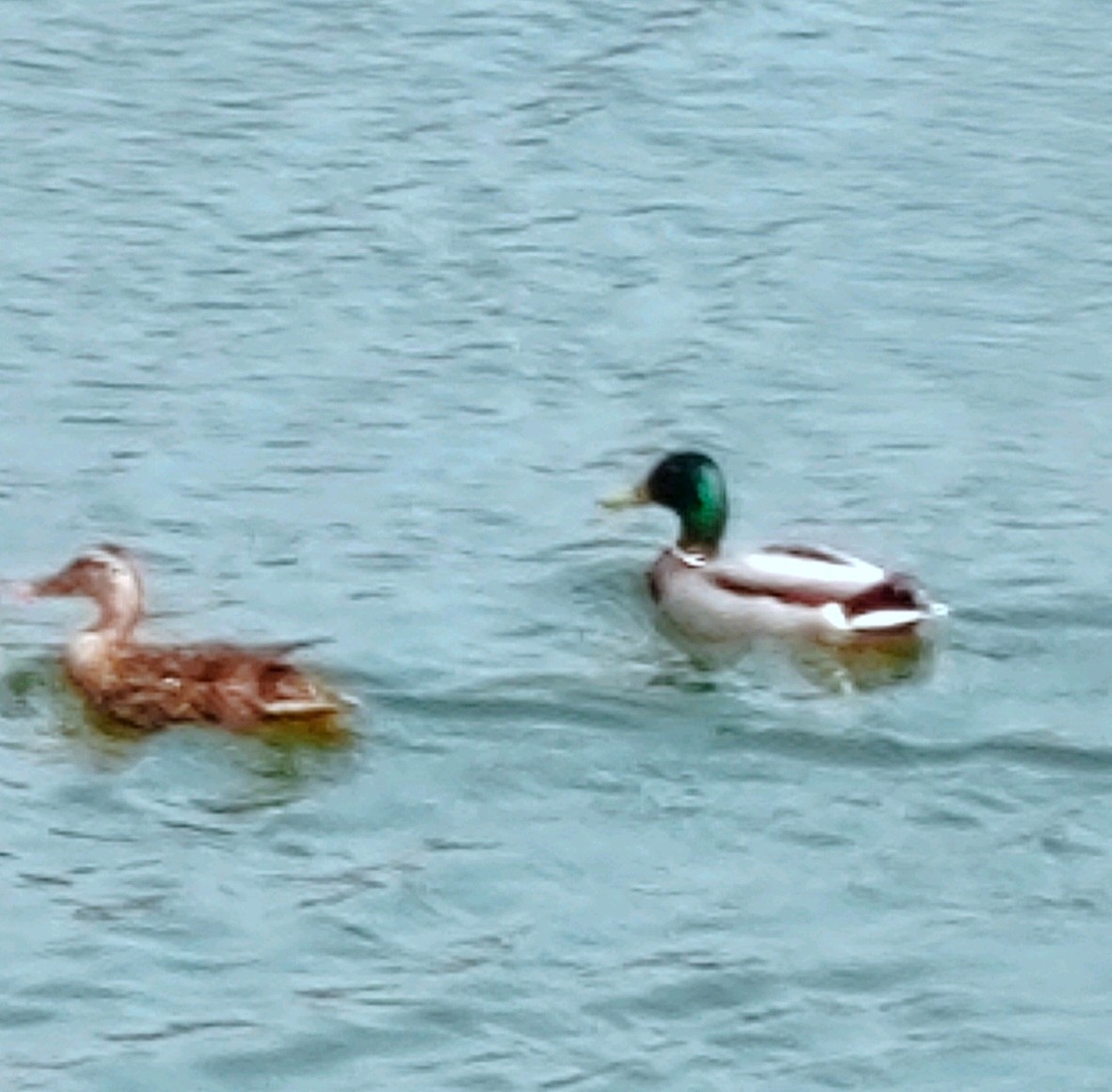 齐鲁晚报网-山东新闻门户 传播品质资讯