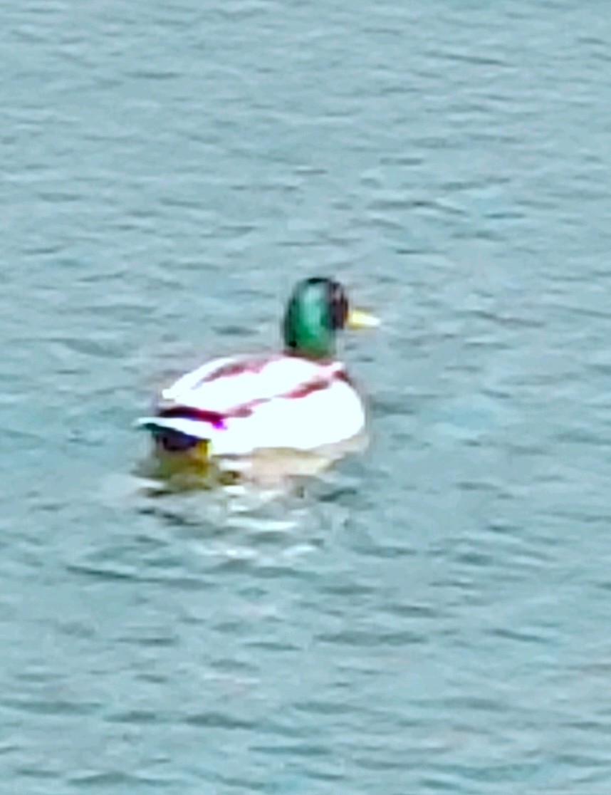 齐鲁晚报网-山东新闻门户 传播品质资讯