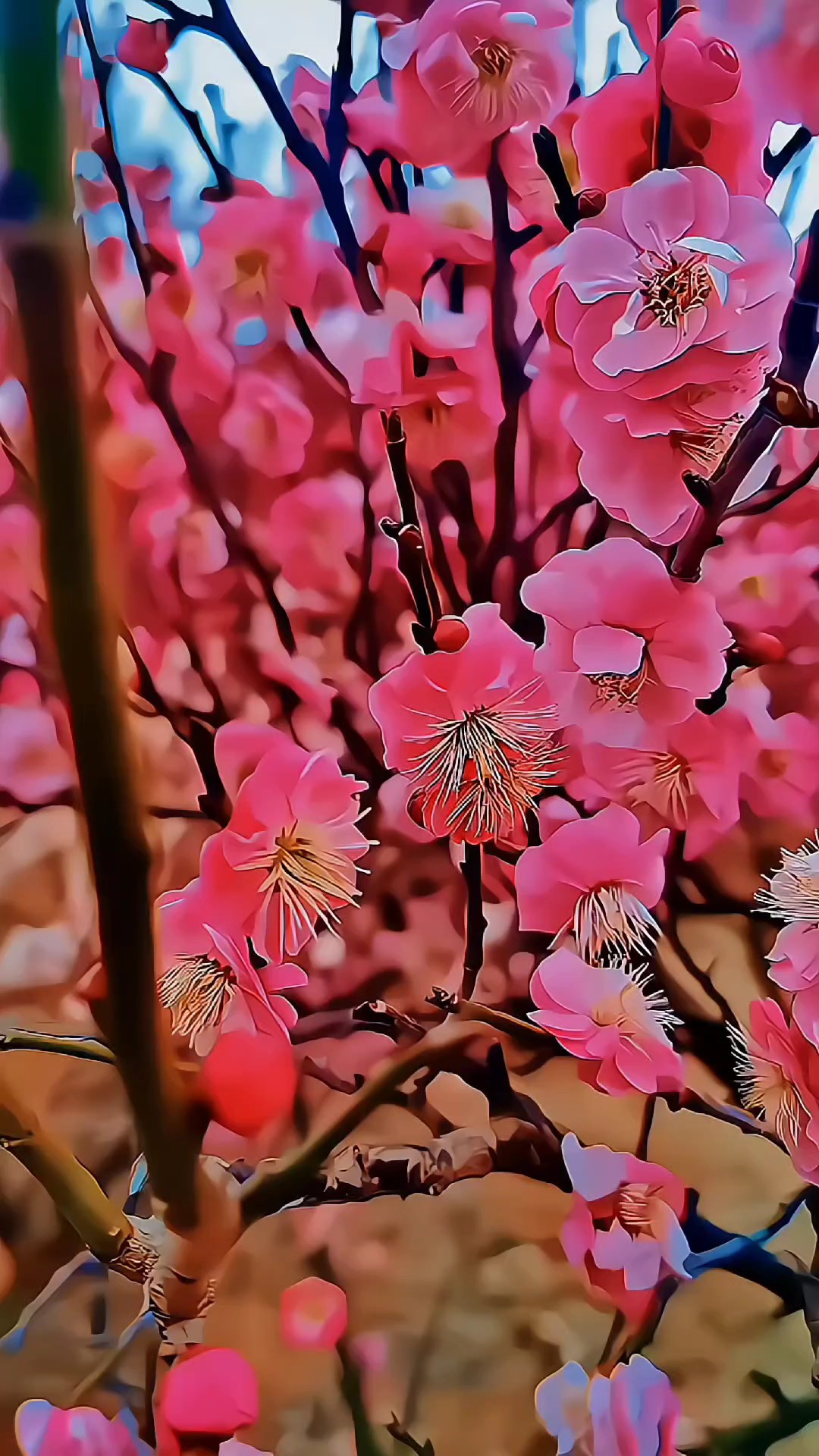 梅开正好，春意正浓，赴一场春日“艳”遇