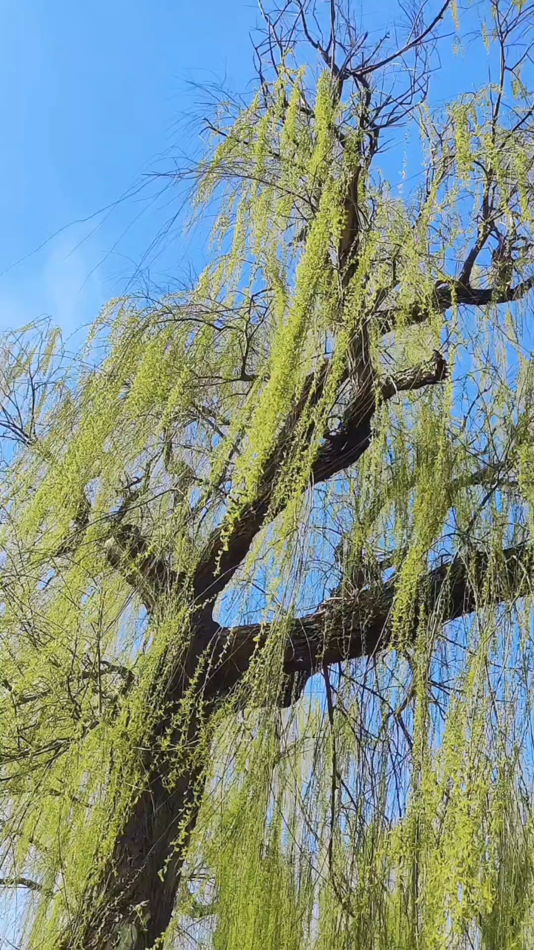 淄博齐园，杨柳依依