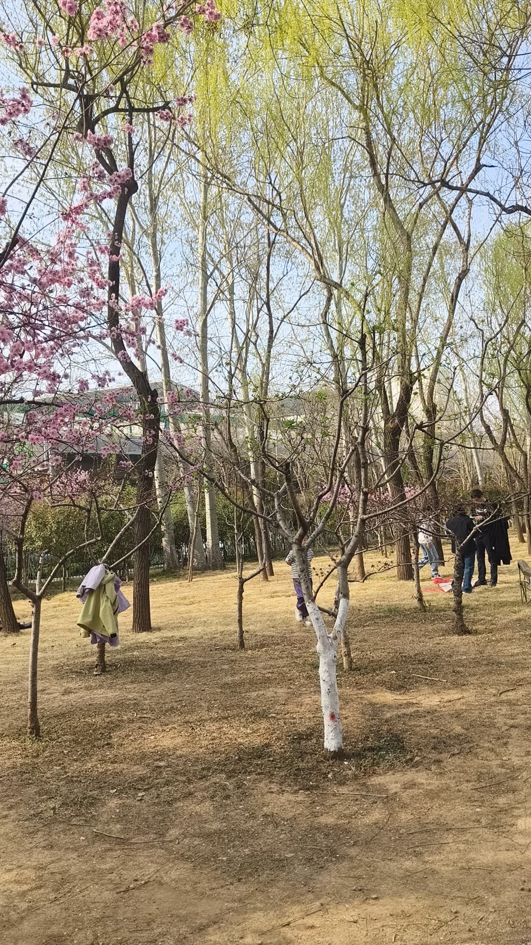 周末森林公园赏花