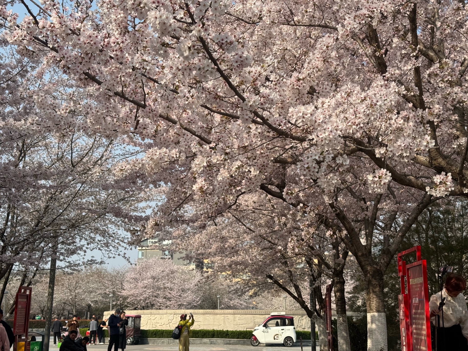 春来天桥绿意浓：补植、建园、筑景，让绿色触手可及