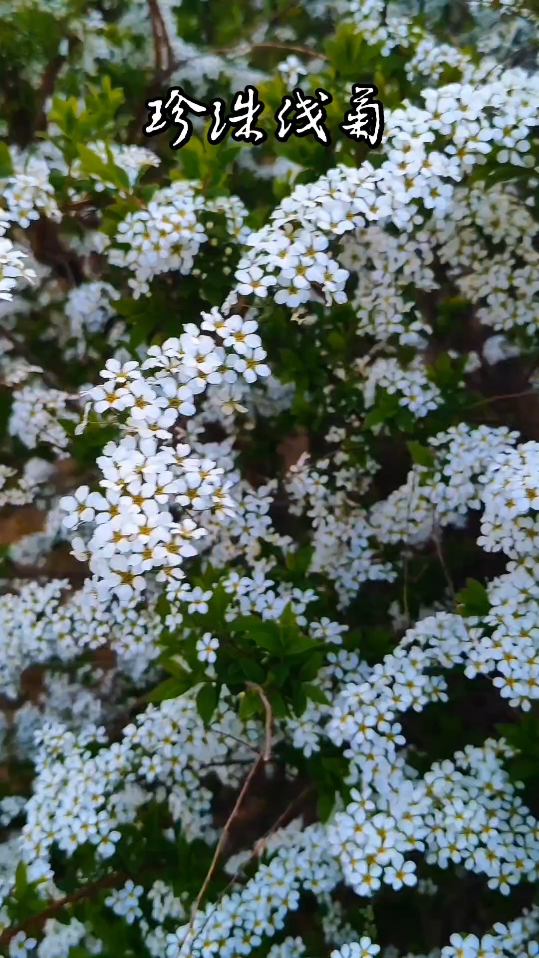 一树白雪点亮整个春天