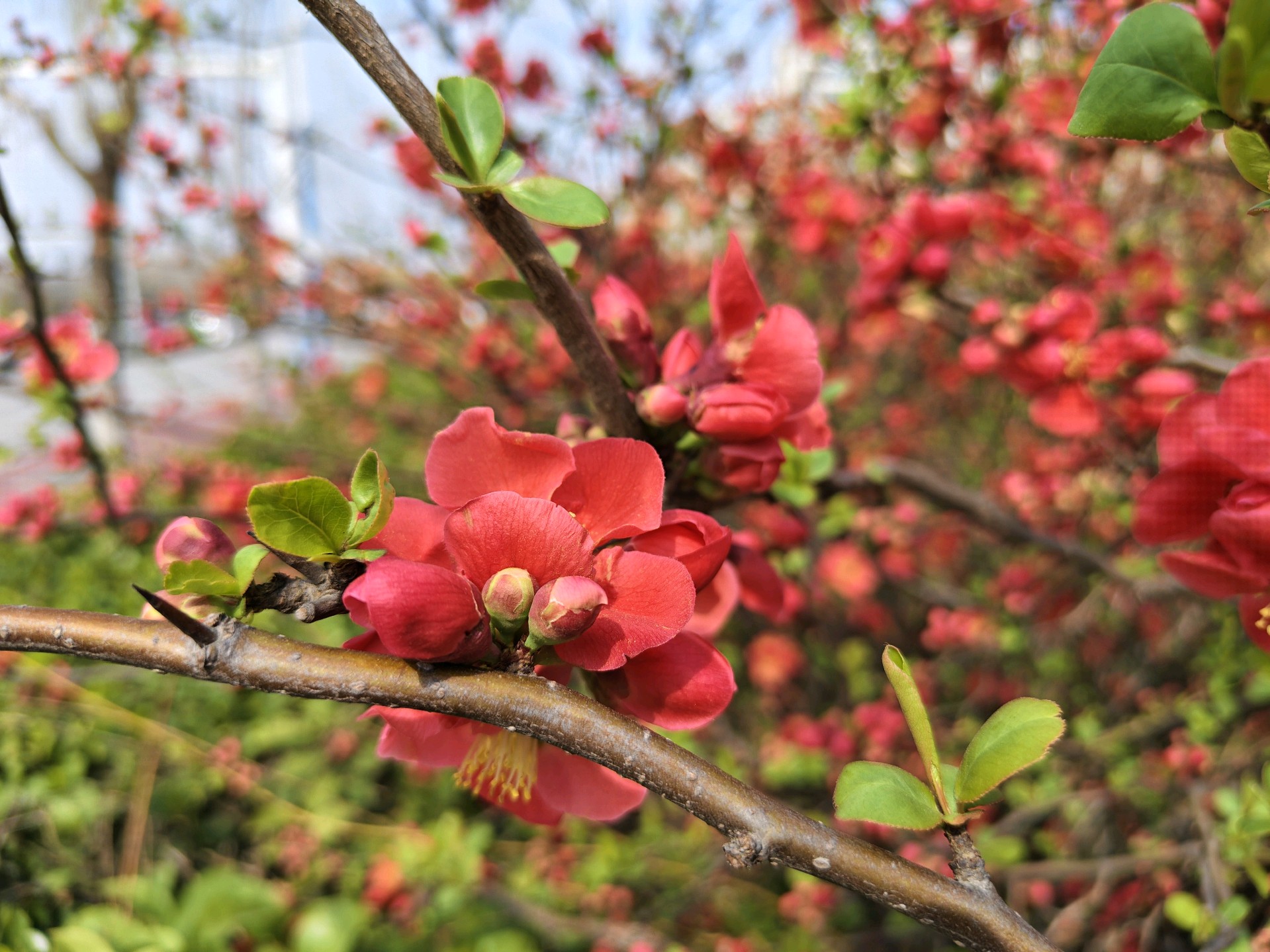 烟雨东舜河淋了一身诗意＃在花漾菏泽爱牡丹之都