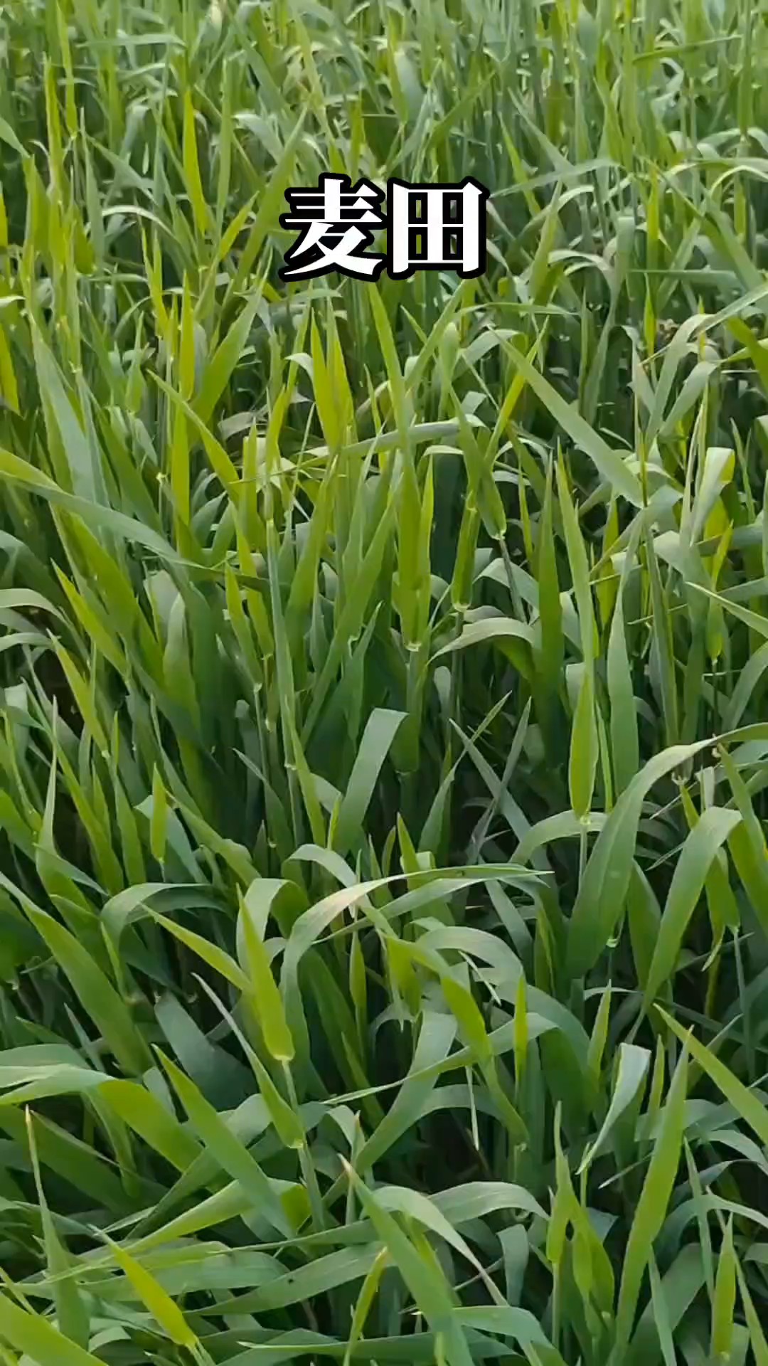 庄稼地里走一走～