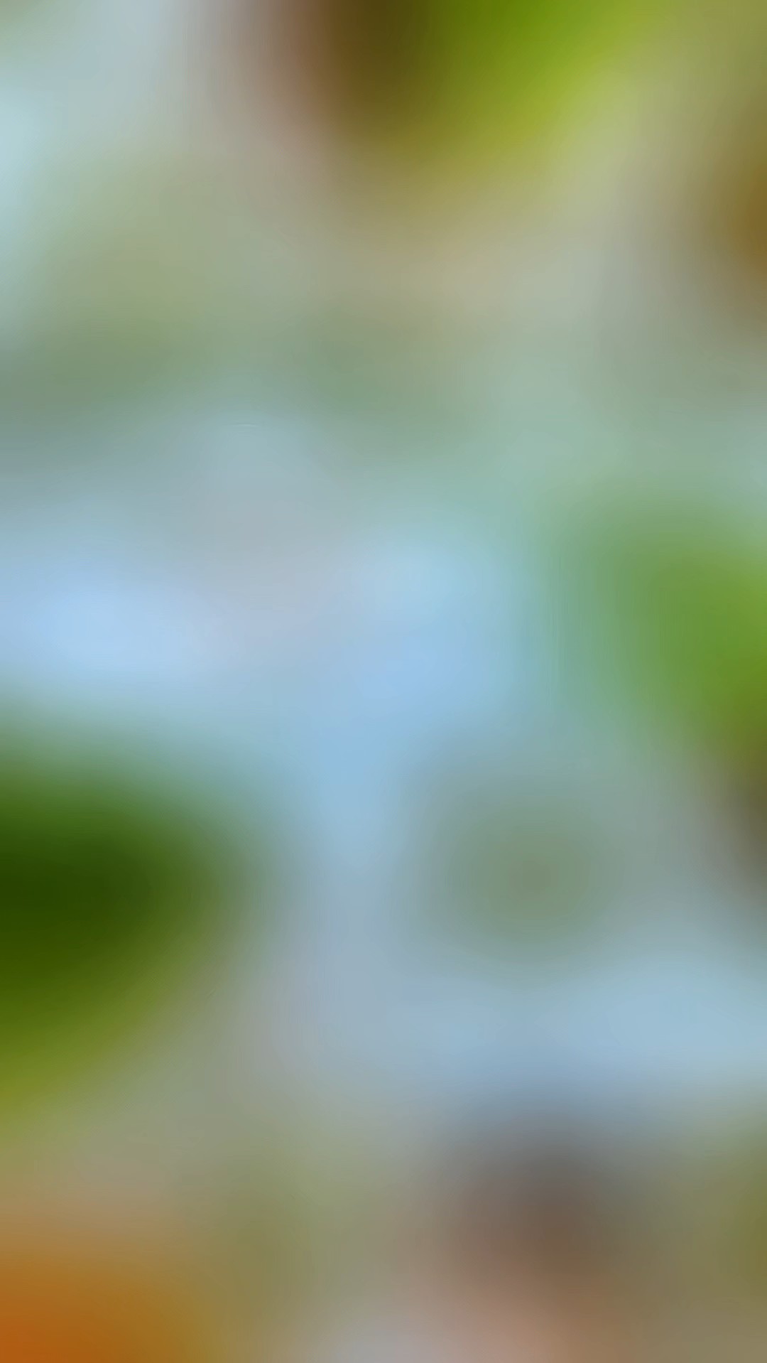 光彩靓丽蒙山梨花