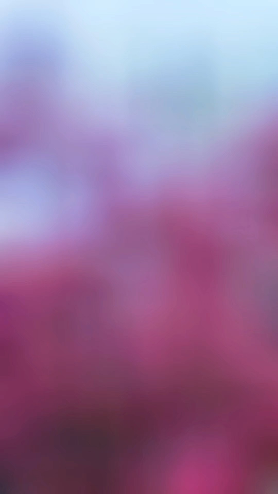 春日里，大红大紫玉兰花，赏心悦目，美不胜收