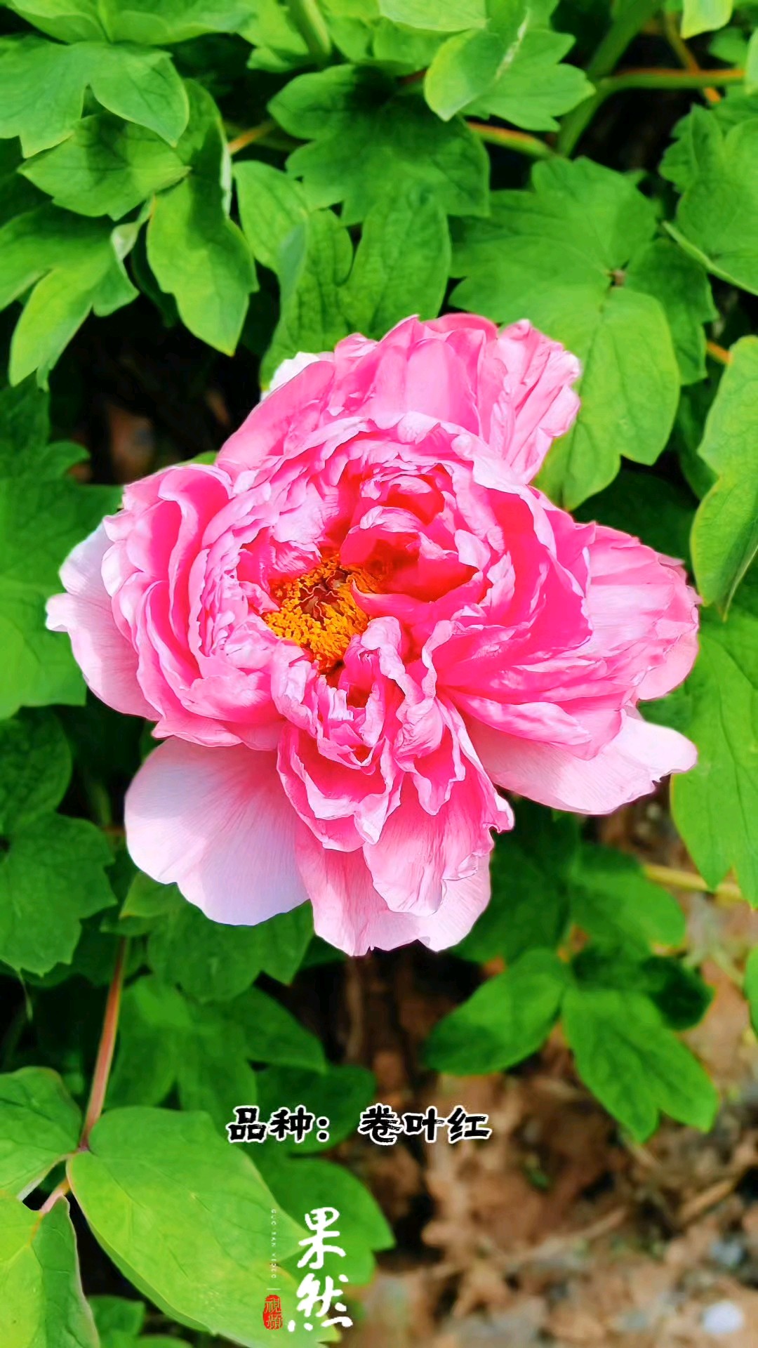 果然视频|50余品种、2万余株，济南植物园牡丹迎来盛花期