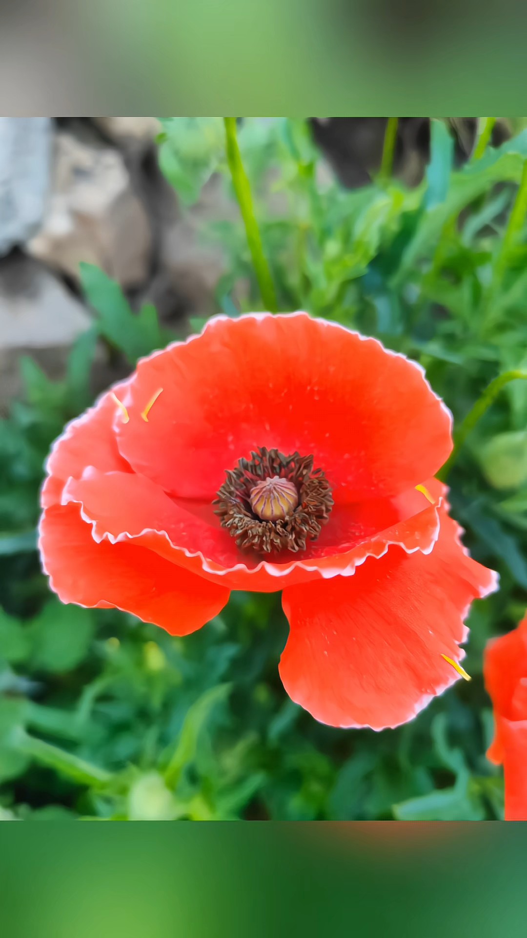 婀娜多姿虞美人