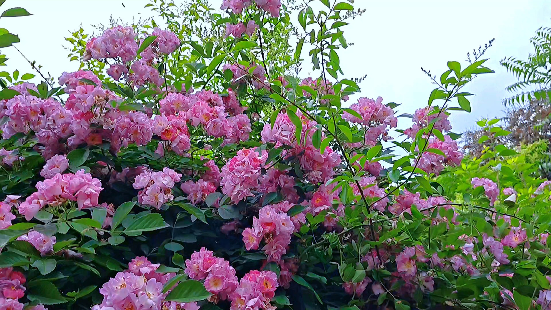 邂逅粉色花瀑