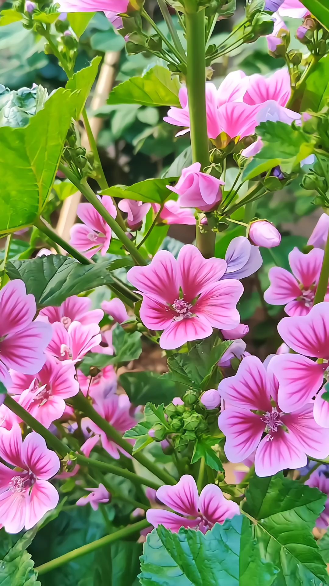 绚丽多彩锦葵花，迎风摇曳醉流霞
