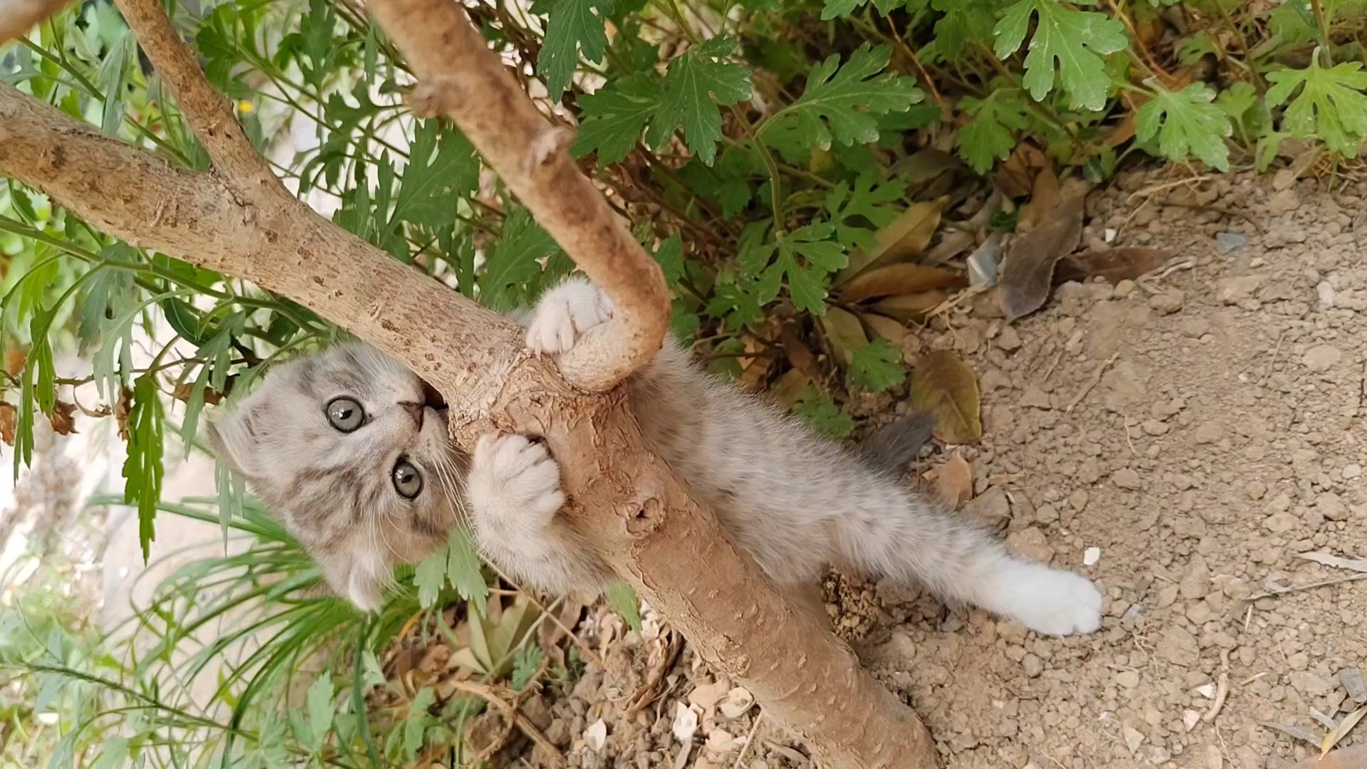 邻居家的小奶猫